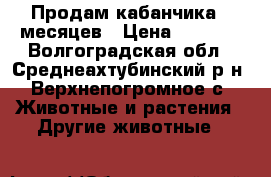 Продам кабанчика 5 месяцев › Цена ­ 4 000 - Волгоградская обл., Среднеахтубинский р-н, Верхнепогромное с. Животные и растения » Другие животные   